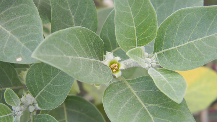 ashwagandha-1