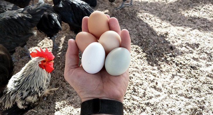 egg-intake-3