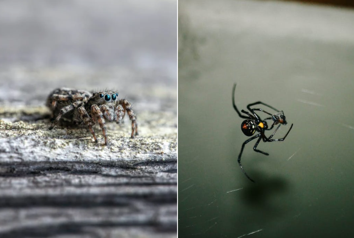 most spiders are harmless, two pose a threat: the brown recluse and the black widow